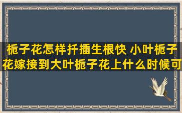 栀子花怎样扦插生根快 小叶栀子花嫁接到大叶栀子花上什么时候可嫁接